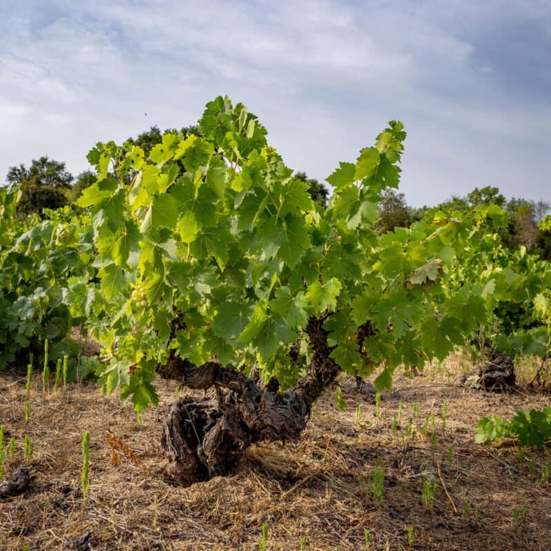 Voucher Experiência Visita às Vinhas Centenárias e Prova de Vinhos
